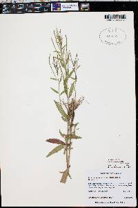 Epilobium hornemannii image