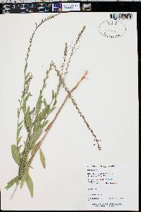 Epilobium halleanum image