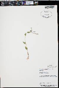 Epilobium hornemannii subsp. hornemannii image