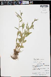 Epilobium lactiflorum image