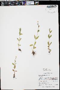 Epilobium lactiflorum image