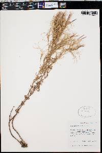 Epilobium leptophyllum image