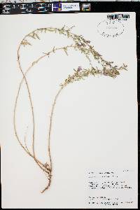 Epilobium nevadense image