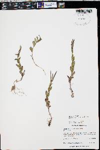 Epilobium anagallidifolium image