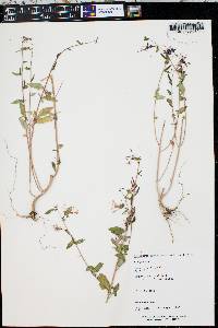 Epilobium brachycarpum image