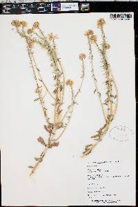 Epilobium brachycarpum image