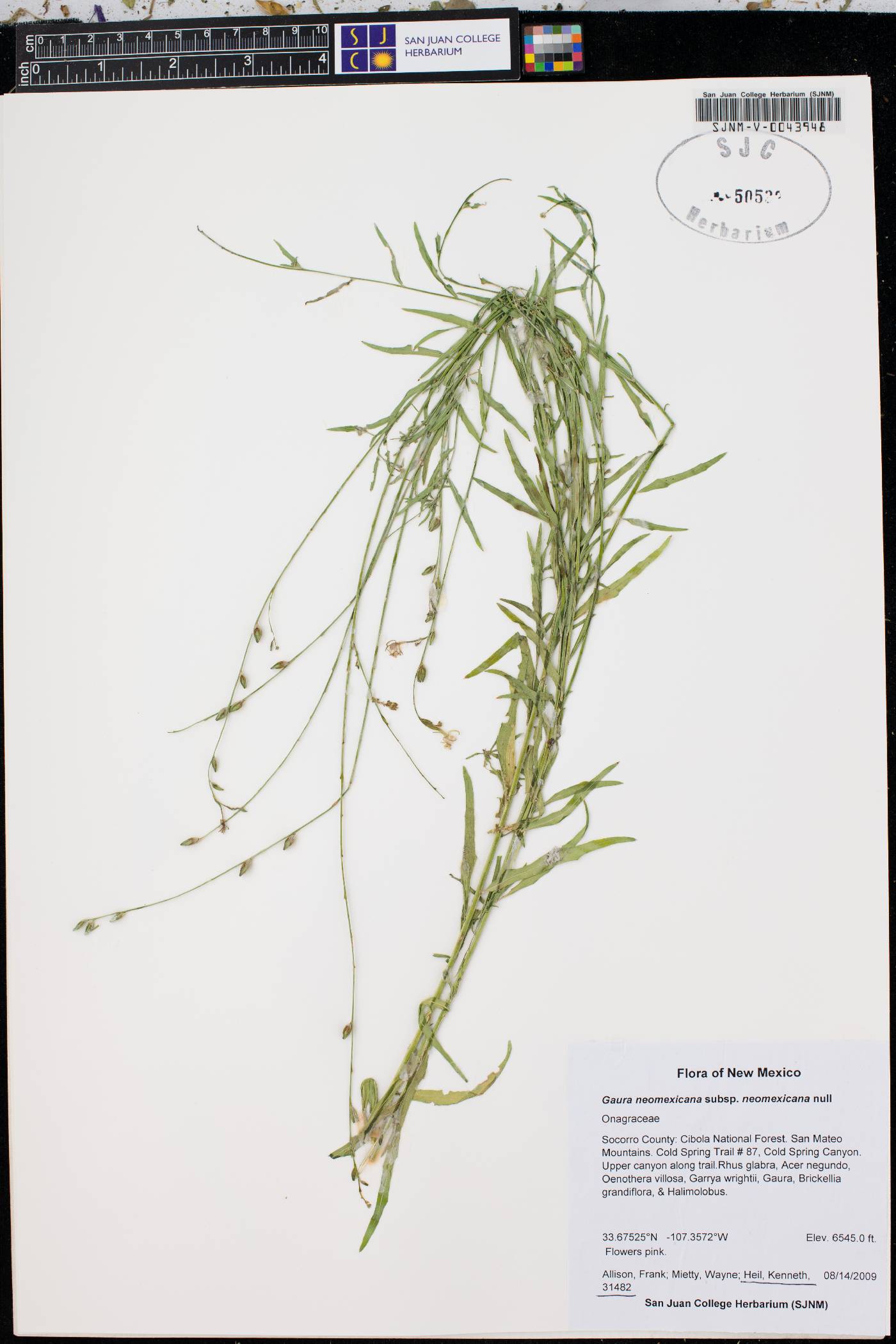 Oenothera coloradensis subsp. neomexicana image