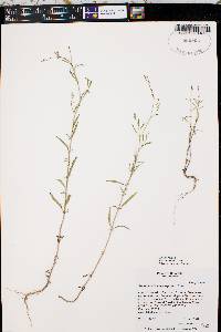 Epilobium brachycarpum image