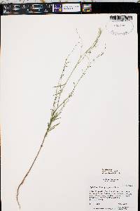 Epilobium brachycarpum image