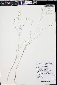 Epilobium brachycarpum image