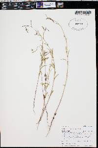 Epilobium brachycarpum image