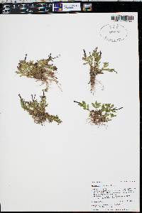 Epilobium clavatum image