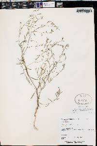 Gayophytum ramosissimum image