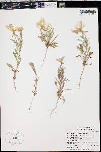 Oenothera albicaulis image