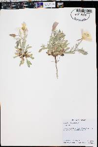 Oenothera albicaulis image