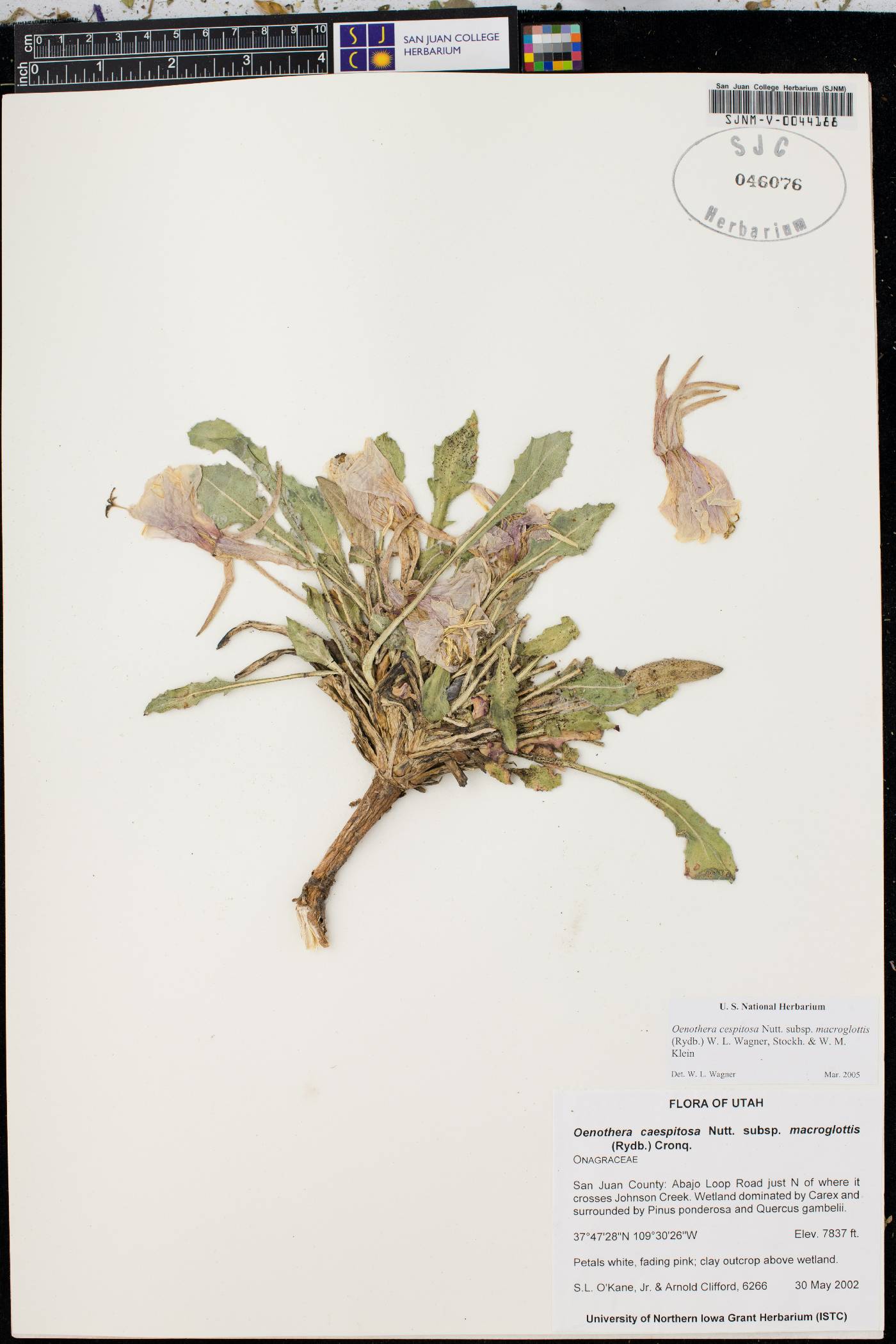 Oenothera cespitosa subsp. macroglottis image