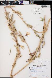 Oenothera longissima image