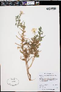Oenothera engelmannii image