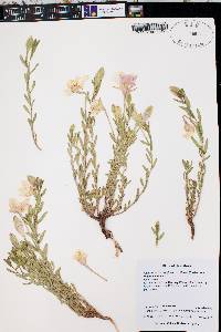 Calylophus hartwegii subsp. filifolius image