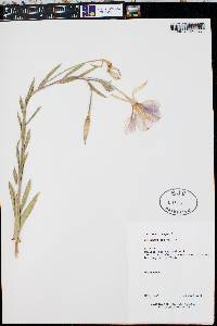 Oenothera elata image