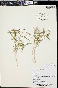 Oenothera albicaulis image