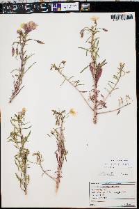 Oenothera pallida image