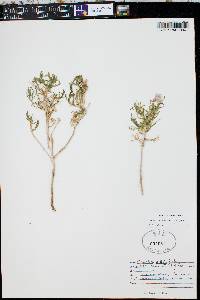 Oenothera pallida image