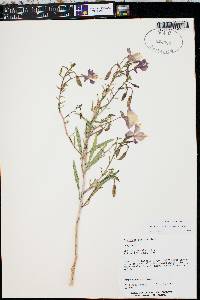 Oenothera pallida image