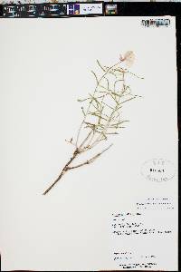 Oenothera pallida image