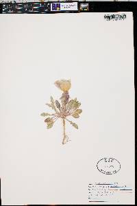 Oenothera primiveris image