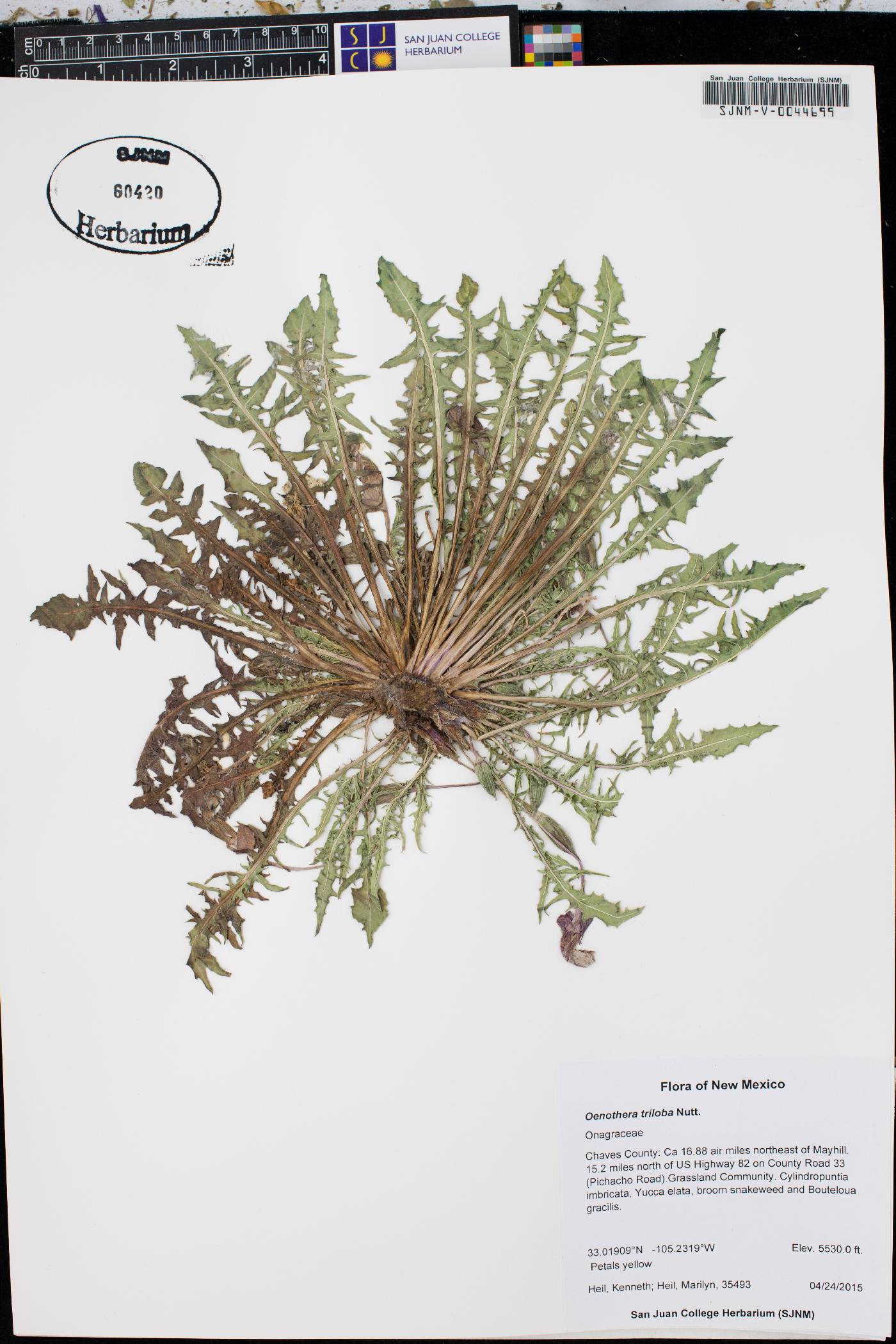 Oenothera triloba image