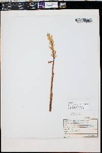 Corallorhiza trifida image