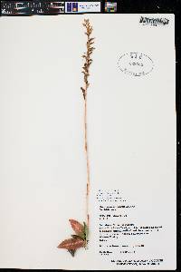 Goodyera oblongifolia image