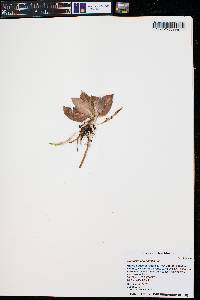 Goodyera oblongifolia image