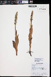 Platanthera aquilonis image