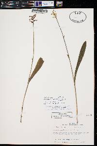 Platanthera clavellata image