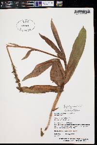 Platanthera huronensis image