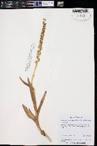 Platanthera purpurascens image