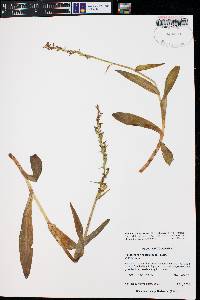 Platanthera hyperborea image