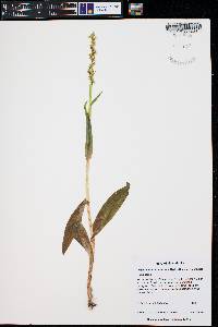 Platanthera purpurascens image