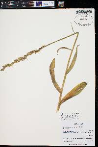 Platanthera hyperborea image