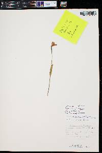 Pogonia ophioglossoides image