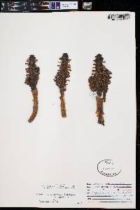 Orobanche cooperi subsp. cooperi image