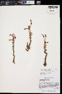 Orobanche fasciculata image