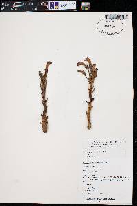 Orobanche fasciculata image