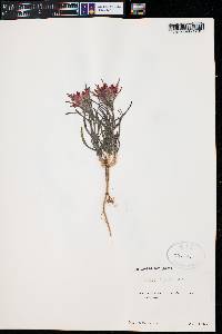 Castilleja chromosa image