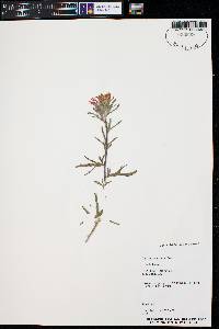 Castilleja chromosa image