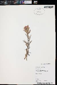 Castilleja chromosa image