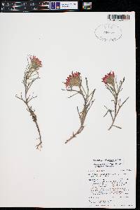 Castilleja angustifolia image