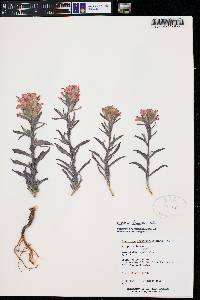 Castilleja angustifolia image